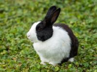 Kaninchen schwarzweiß